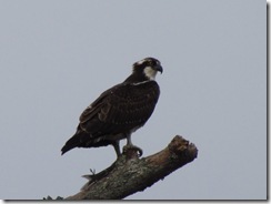 Osprey with his catch of the day