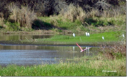 spoonbill and wood storksr 2 029