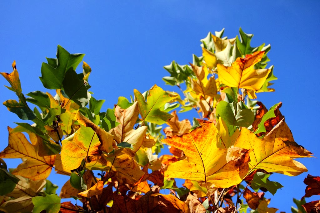 [IMG_7310%255B3%255D.jpg]