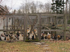 Chickens don't look too scary.  I suppose we could have a conversation.