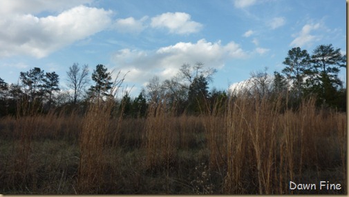 NC_003