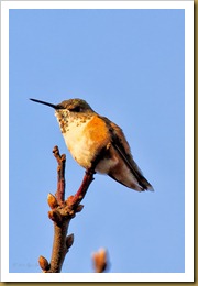 - Rufous HummingbirdROT_9395 November 20, 2011 NIKON D3S