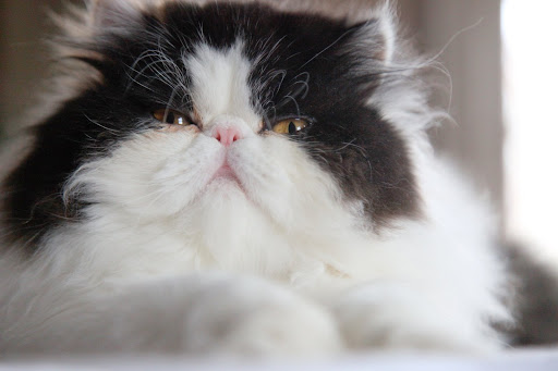 That, yes, I have an adorable face.