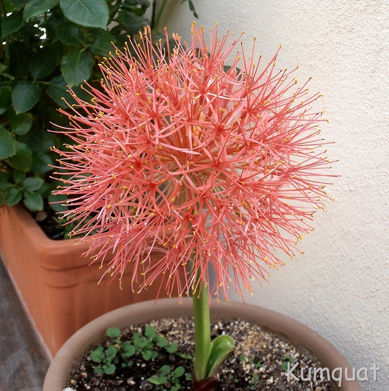 [scadoxus%25204%255B2%255D.jpg]