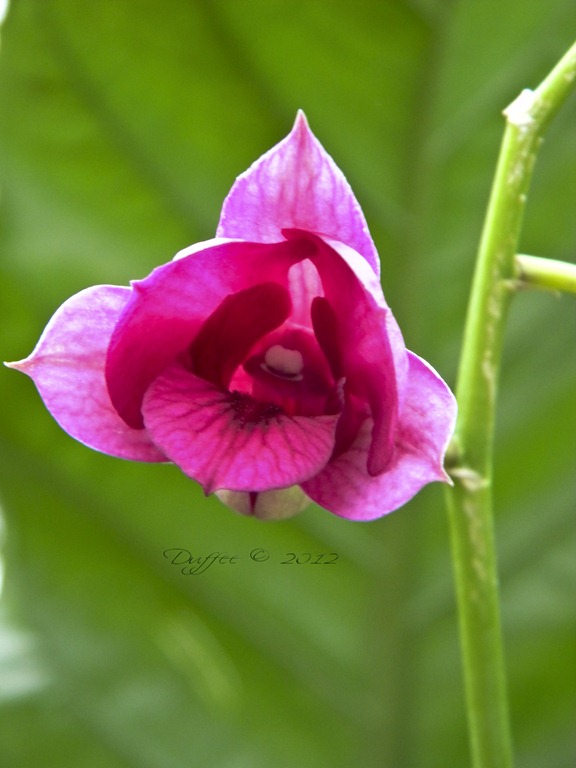 [Unfolding%2520Pink%2520Orchid%255B3%255D.jpg]