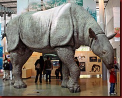 rino 4