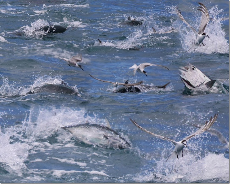 Fish and Terns 2 (1280x1024)