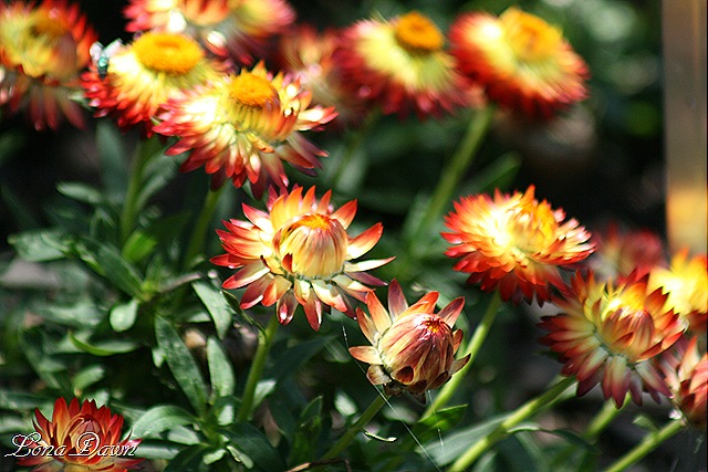 [FPC_OrangeBracteanthaStrawflower%255B10%255D.jpg]