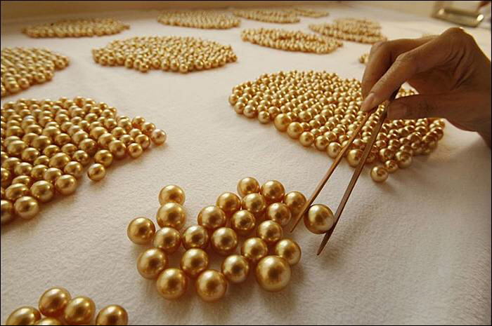 Image Dimension: 700x465 :: The making of Golden Pearl on the island of Palawan in southwestern Philippines The making of Golden Pearl on the island of Palawan in southwestern Philippines