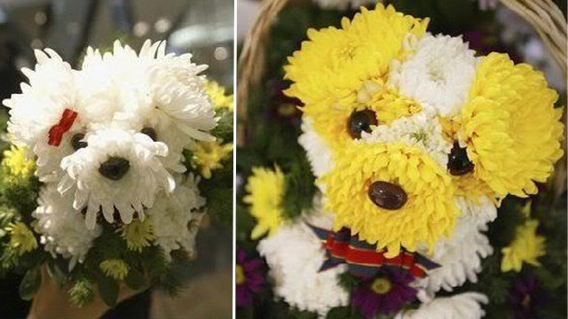 [puppybouquet_splash_01%255B5%255D.jpg]
