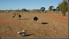 pup pup nd emus 022