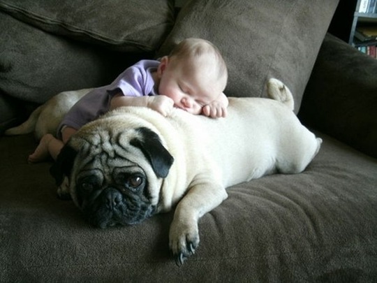 [tired-cute-animals-14%255B2%255D.jpg]