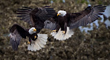 First Place - Witta Priester for "Eagle Dispute"
