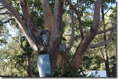 Koala, Taronga Zoo