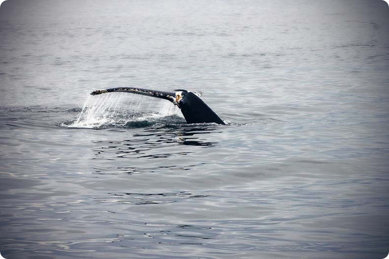 whale 2 whale 2