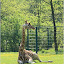 – Giraffe – Giraffe
