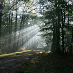 La forêt photoBOURGON 3 197.jpg