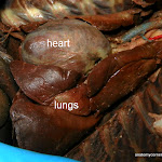 heart_lungs02_L.JPG