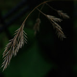 IMGP6746.jpg