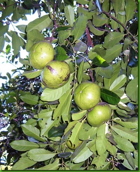 Black Sapote