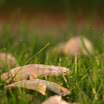 IMG_8278.JPG