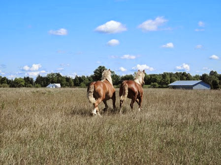 20140907_120401-watt-farm