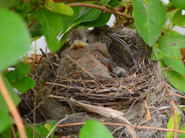 big ol' baby cardinal