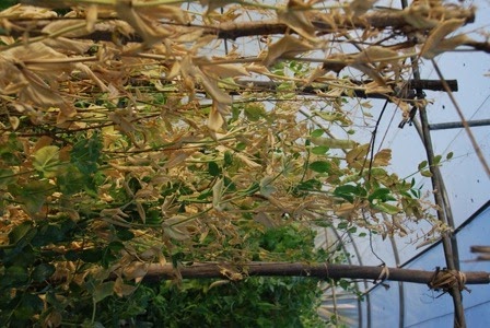 [ervilhas%2520DSC_0127DSC_018336%255B6%255D.jpg]