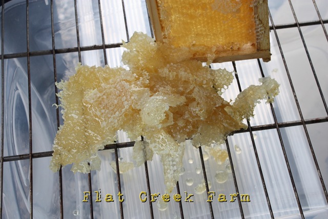 [honey4%255B3%255D.jpg]