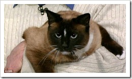 cat1 cat1