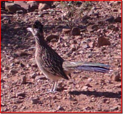 Roadrunner