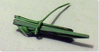 lemon grass leaf folded