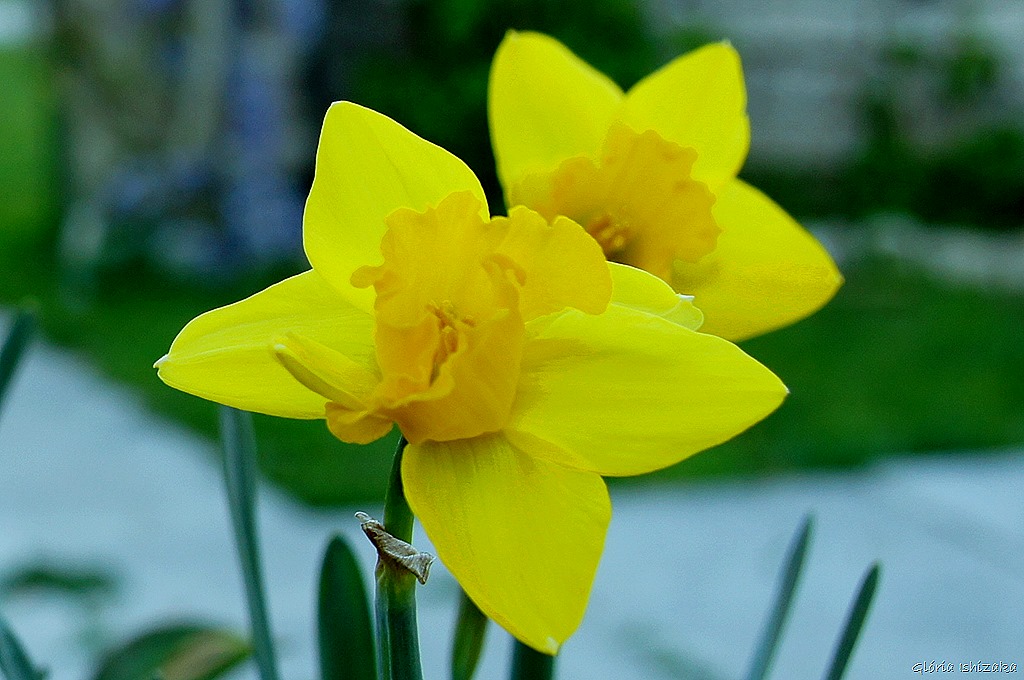 [Gl%25C3%25B3ria%2520Ishizaka%2520-%2520Flor%2520amarela%25202%255B4%255D.jpg]