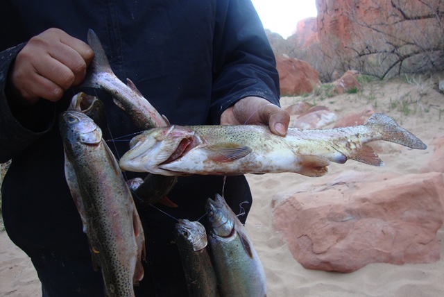 [grandcanyon0491.jpg]