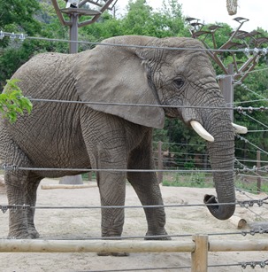 zoo-35