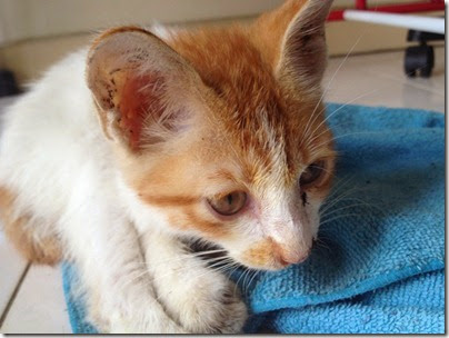 found a cutie cat found a cutie cat
