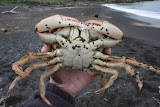 Paddle crab
