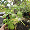 ALBAHACA.JPG