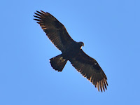 DSC_7885.jpg