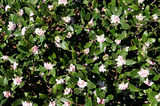 Daphne odora ‘Aureo-Marginata’ begins forming flower heads early, opening in February, just when you don’t think you can take the wait any longer.