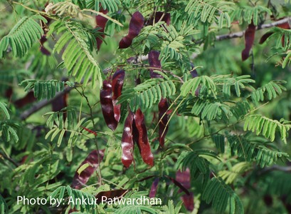 [Acacia_catechu%2520fruits%255B3%255D.jpg]