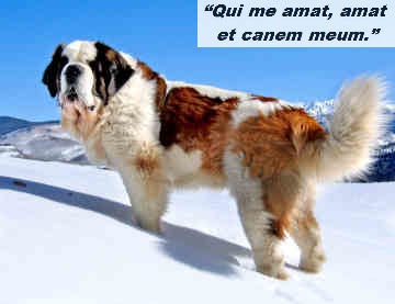 Which Saint Is The Heaviest Breed Of Dog Named After Which Saint Is The Heaviest Breed Of Dog Named After