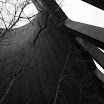 Cooling Tower Trees.jpg