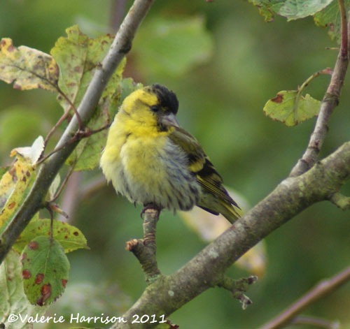 [5%2520siskin-1%255B2%255D.jpg]