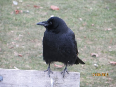 IMG_2157.jpg IMG 2157