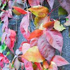 DSC_8450-2.jpg
