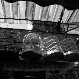 Shanghai - Pets market -  les cages suspendues