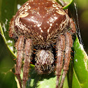 Garden Orb Spider