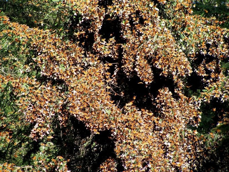 [بالصور] شاهد صور لهجرة الفراشات الملكة Monarch-migration-52