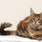 Bearcloud Hope @ 14 weeks hope3.jpg